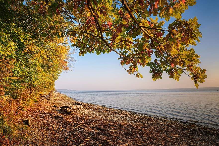 beach, lake, trees, autumn, tree, leaf, yellow, season, forest, water, landscape