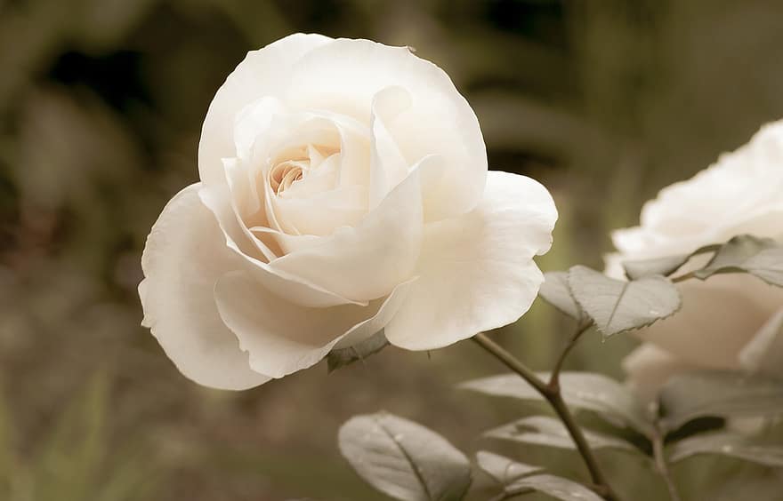 роза, растение, декоративно растение, цвете, цъфна роза, бял, градина, лято, разцвет, цвят