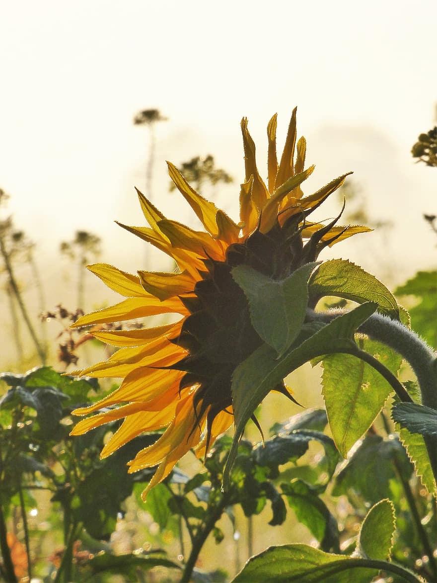 bunga matahari, bunga, menanam, berkembang, mekar, tanaman hias, flora, alam, taman
