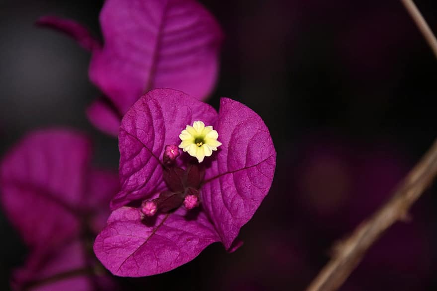 μπουκαμβίλια, μοβ λουλούδια, φύση