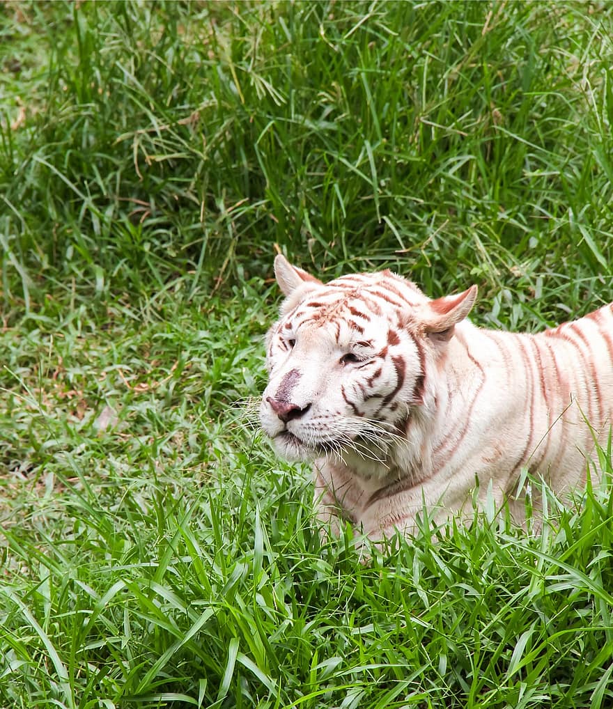 bengáli tigris, tigris, állat, panthera, nagy macska, húsevő, emlős, állatkert, fű, vadvilág, macskaféle