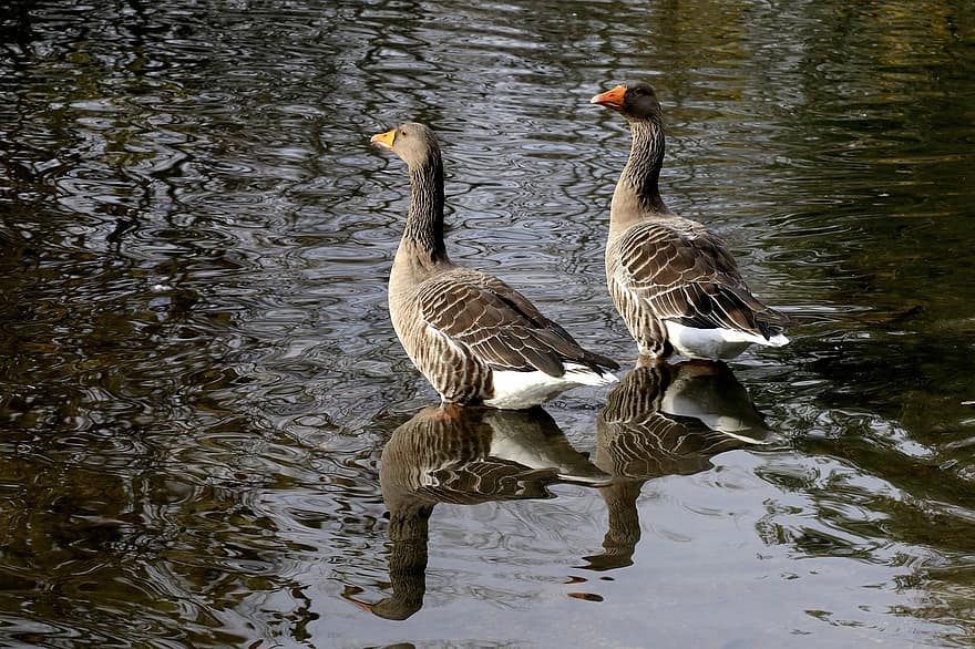 Geese, Birds, Lake, Waterfowls, Water Birds, Animals, Plumage, Feathers, Beaks, Animal World