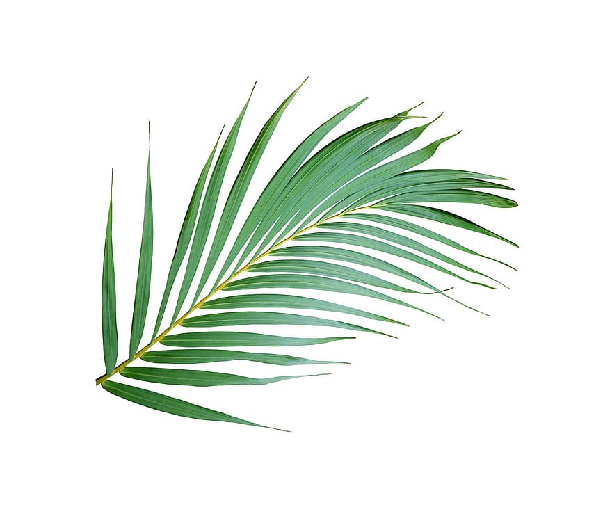 palma, foglia, tropicale, pianta, natura, albero, esotico, Noce di cocco, botanica, fronda, estate