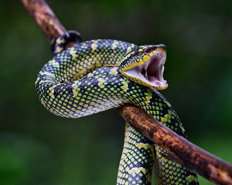 Уаглер's Pit Viper, влечуго, змия, животно, отровен, див, дивата природа, фауна, природа, пепелянка, животни в дивата природа