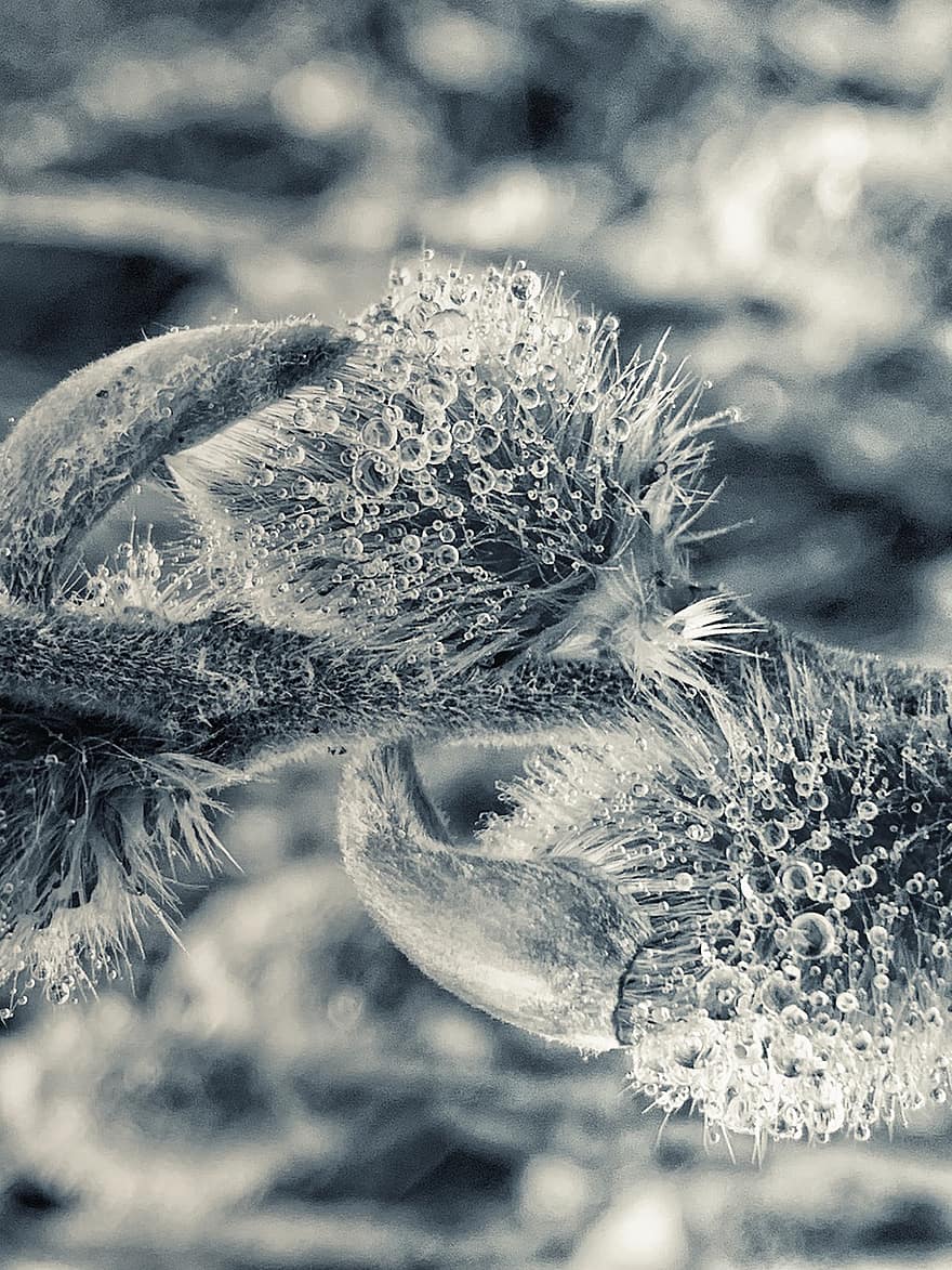 Bloom, Metal, Blossom, Abstract, Art, Fantasy, close-up, macro, black and white, backgrounds, water