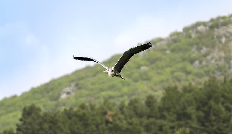 egret, gerklė, paukštis, skraidantis, sparnai, skrydis, gyvūnas, plunksnos, snapas, sąskaitą, paukščių stebėjimas