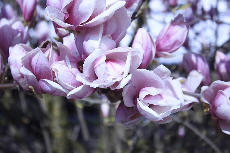 magnolii, flori, a inflori, roz flori, copac, primăvară, plantă, floare, cap de floare, a închide, frunze