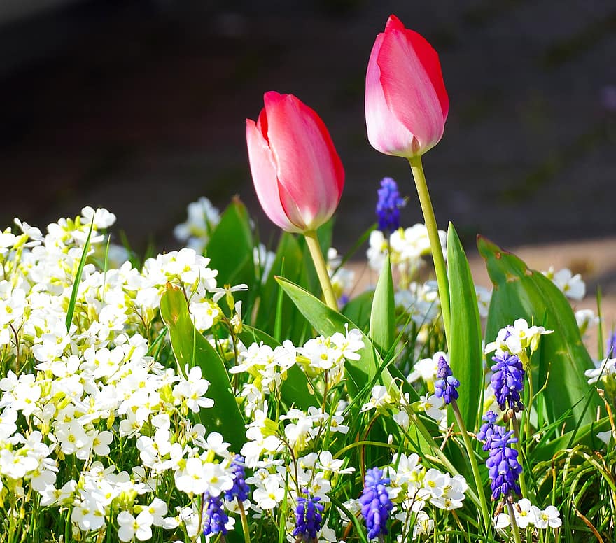 blomster, bukett, hage, floral arrangement, blomstrer, blomst, vår, natur, flora, tulipaner, anlegg