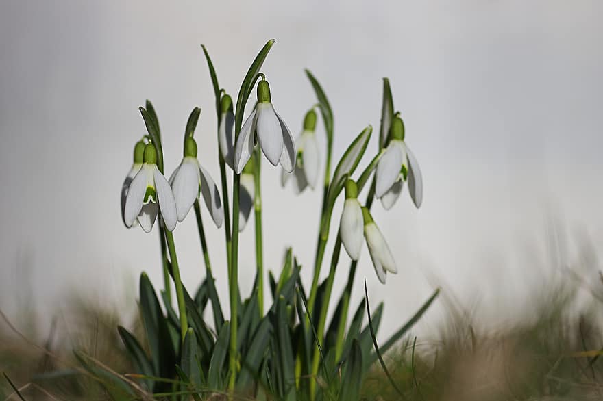 Snowdrop, Flowers, Plant, White Flowers, Bloom, Spring, Early Bloomer, springtime, green color, flower, close-up