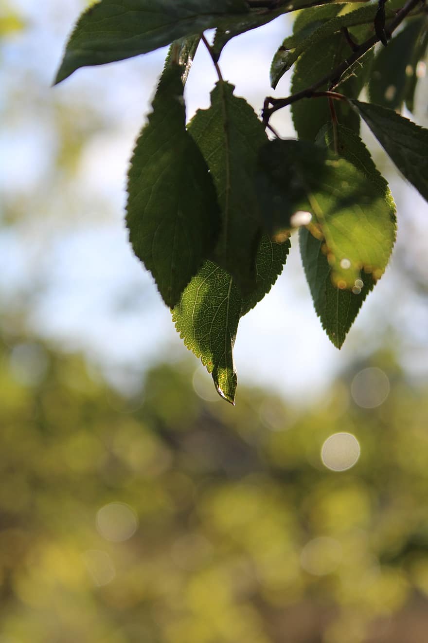 Leaves, Branch, Fall, Autumn, Foliage, Green, Plant, Nature, Bokeh