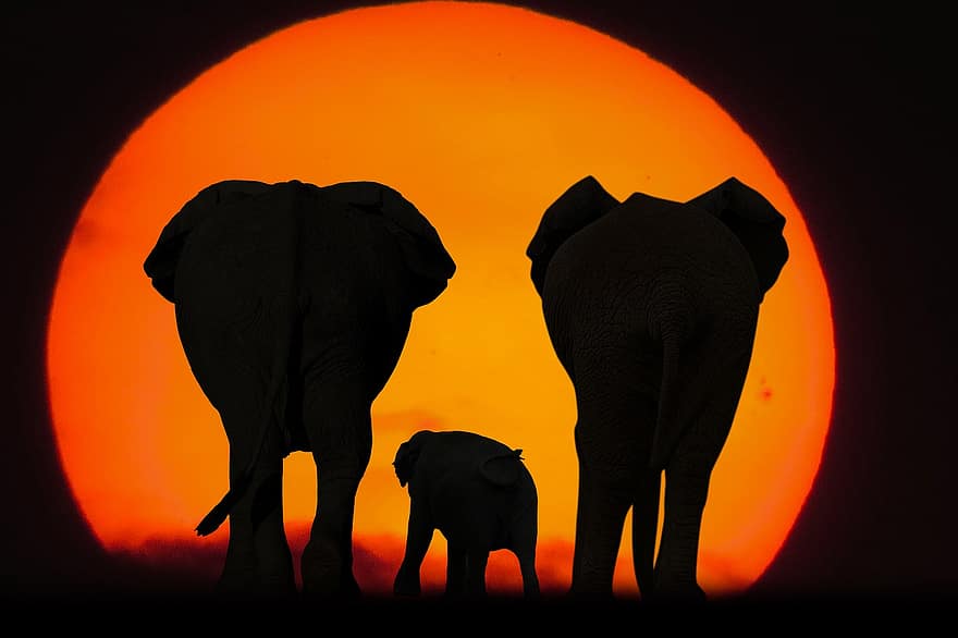 els elefants, família, posta de sol, silueta, fons, sol, vedella, animals, vida salvatge