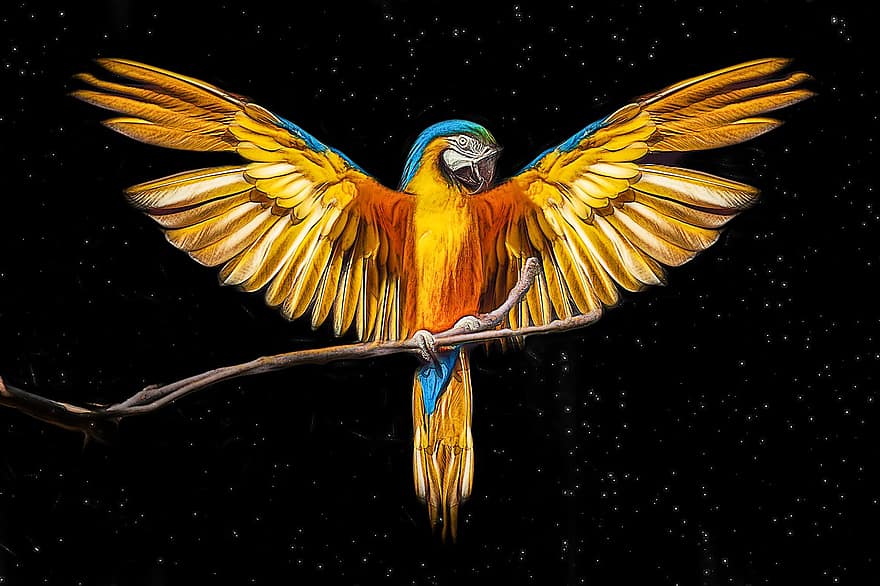oiseau, perroquet, ailes, nuit, étoiles, branche, plumage, plumes, la nature, dom, faune
