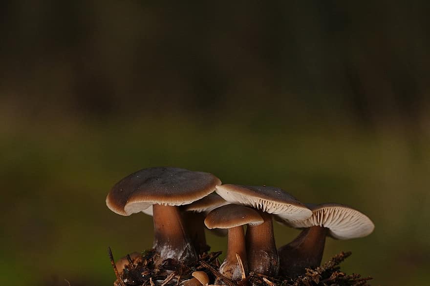 грибы, дисковые грибки, микология, деревянный пол, лес, крупный план, осень, грибок, время года, завод, неразвитый