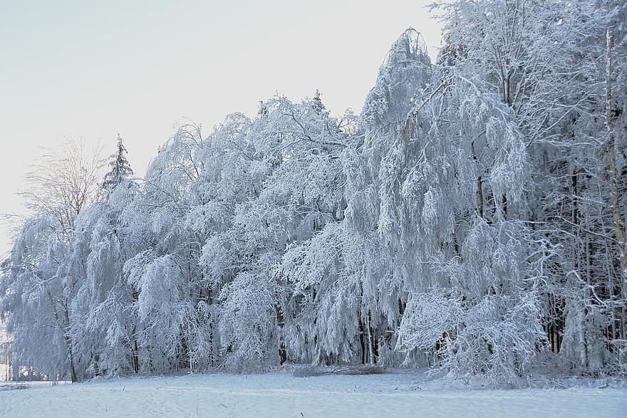 skog, träd, snö, vinter-, vintrig, kall, frost, frysta, vinter magi, humör, snölandskap