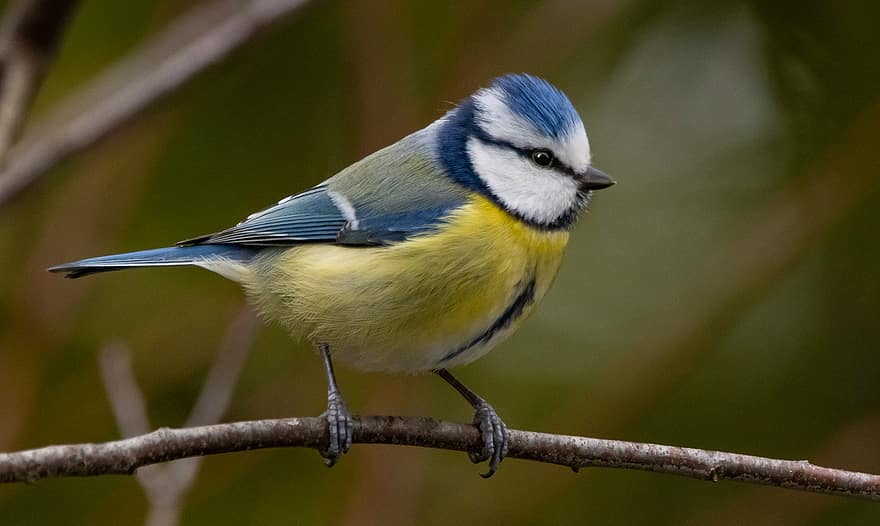 mésange bleue, branche, oiseau, perché, oiseau perché, petit oiseau, ave, aviaire, ornithologie, l'observation des oiseaux, animal
