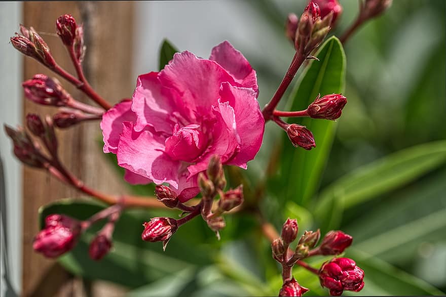 oleander, laurbær rose, Nerium, hundegave drivhus, blomstre, blomst, Evergreen, giftig