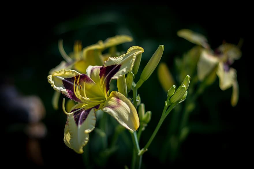 Daylily, Flower, Yellow Flower, Petals, Yellow Petals, Bloom, Blossom, Flora, Plant