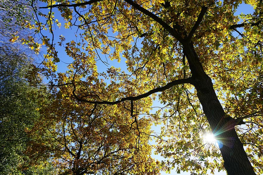 skyview, stromy, Příroda, slunce, blikat, podzim, sezóna, venku, les, venkovský, fotografie
