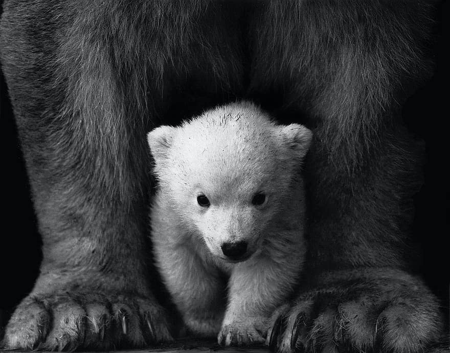 oso, osezno, linda, pequeña, animal joven, piel, perrito, de cerca, animales en la naturaleza, mirando, mullido