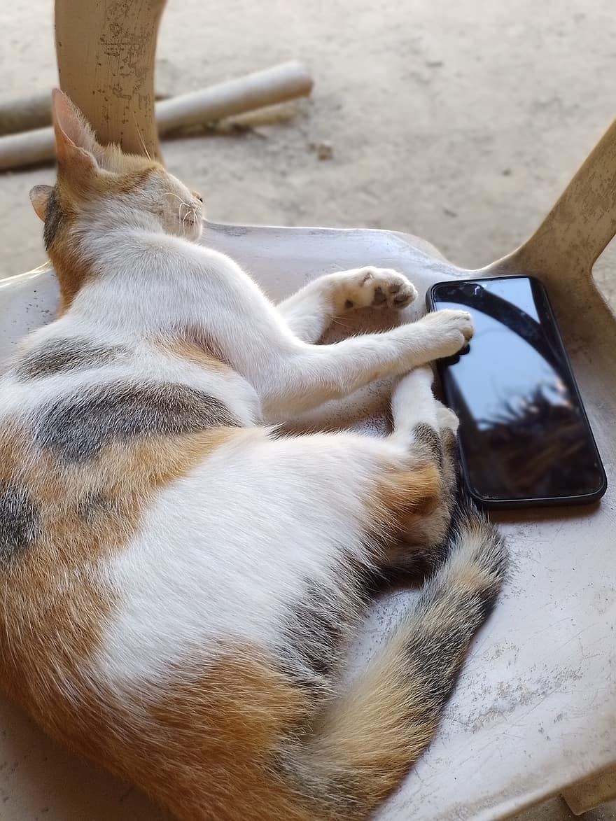 Cat, Pet, Animal, Smartphone, Chair, Felis Catus, Domestic, Feline, pets, cute, domestic animals