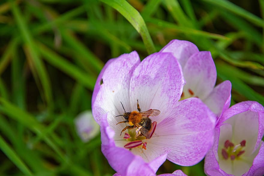 lebah madu, bunga-bunga, penyerbukan, makro, alam, taman, bunga liar, padang rumput, mekar, serangga