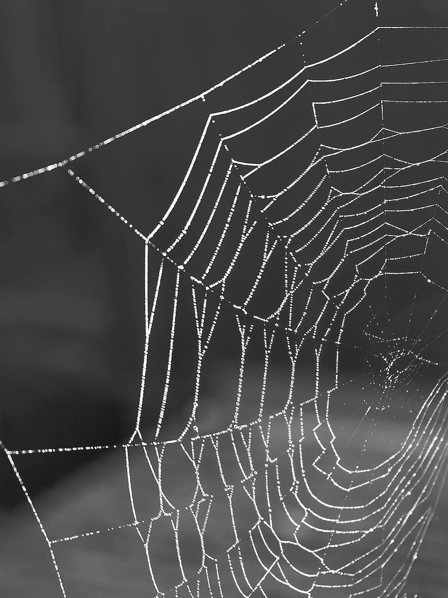 jaring laba-laba, embun, web, sarang laba-laba, merapatkan, laba-laba, makro, latar belakang, penurunan, serangga, benang