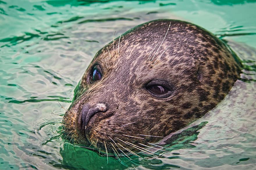Seal, Marine Animal, Wildlife, Mammal, Marine Life