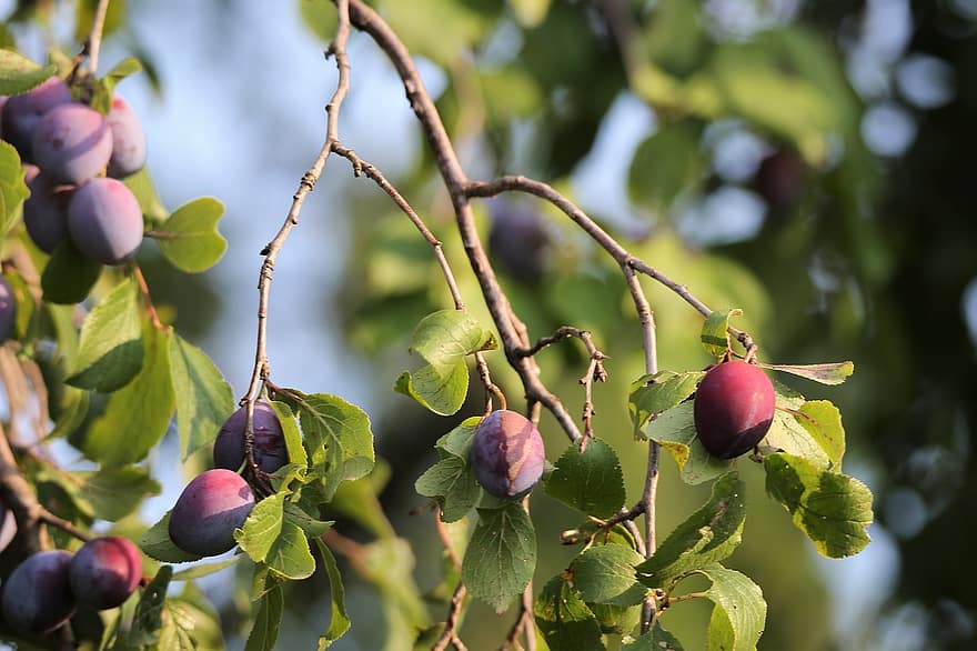 plum, buah, ranting, Daun-daun, dedaunan, pohon, makanan, alam