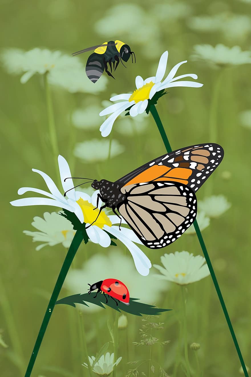 sommerfugl, marihøne, insekt, bille, blomster, pollinering, natur