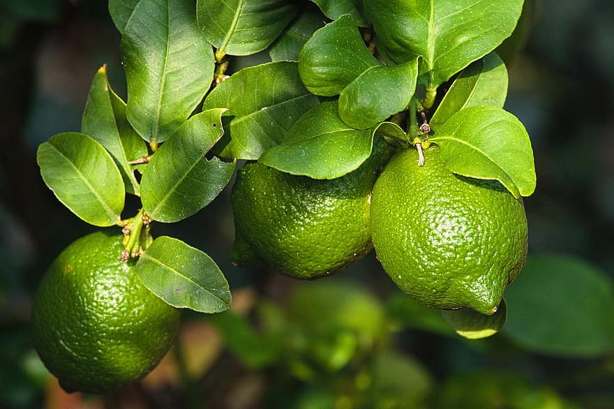 limões, verde, frutas, cítrico, frutas cítricas, sai, folhas de limão, folhas verdes, colheita, produzir, orgânico