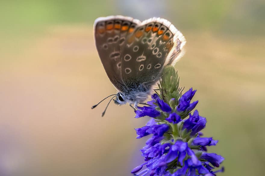 motýl, hmyz, Příroda, obyčejná modrá, polyommatus icarus, lepidoptera, zvíře, květ, rostlina
