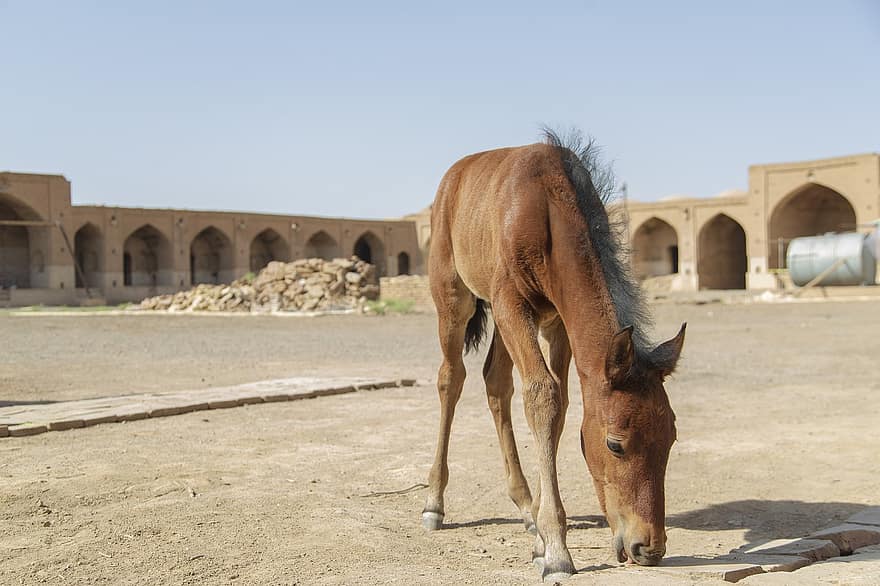 лошадь, Кавирский национальный парк, животное, провинция Кум, пустыня