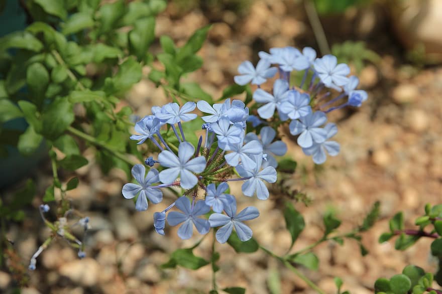 Plumbago, Blue Jasmine, Plant, Botanical, Flora, Blooming, Garden, Summer, Bloom, Blue, Beautiful