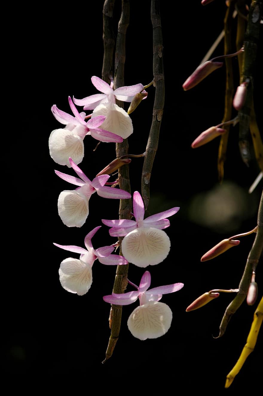 цветок, орхидея, лесная орхидея, уникальный, красота