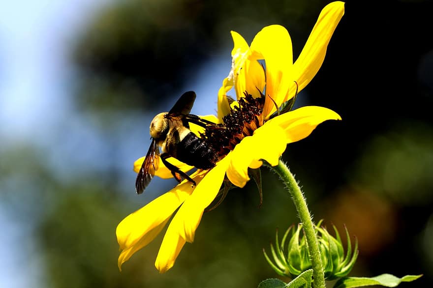 con ong, bông hoa, hoa hướng dương, màu vàng, côn trùng, cận cảnh, vĩ mô, cây, mùa hè, màu xanh lục, mùa xuân