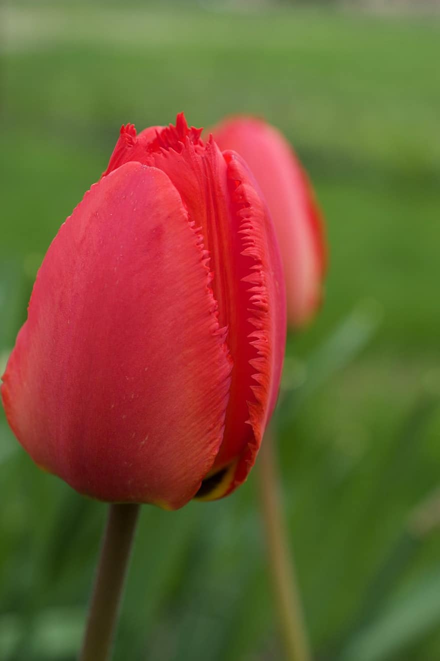 flores vermelhas, tulipas, botões de flores, Primavera, Canadá, flores, jardim, natureza, tulipa, flor, plantar
