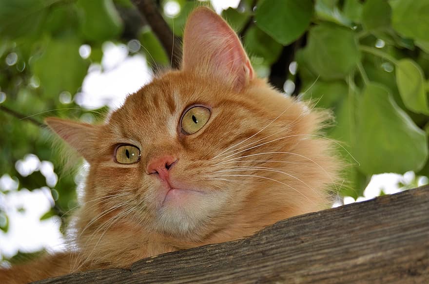 kočka, Kočkovitý, strom, domácí zvíře, domácí mazlíčci, domácí kočka, roztomilý, kotě, domácí zvířata, hledá, vous