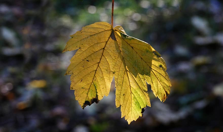 Daun-daun, dedaunan, pohon, tanaman, jatuh, cahaya, lembaran, hutan, daun, musim gugur, kuning