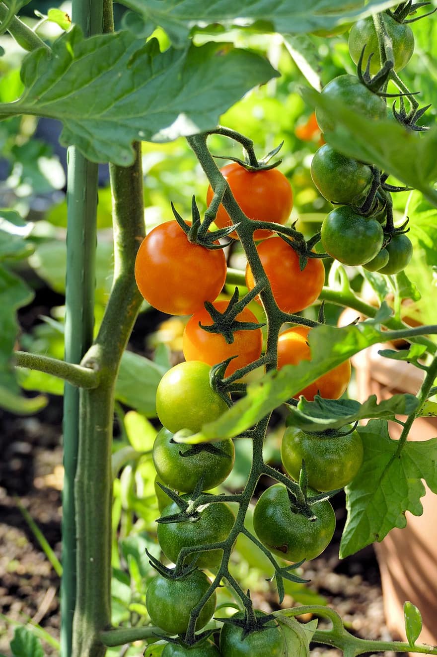 tomaten, tuin-, fabriek, groenten, voedsel, gezond, keuken-, vers, oogst, voeding, vegetarisch