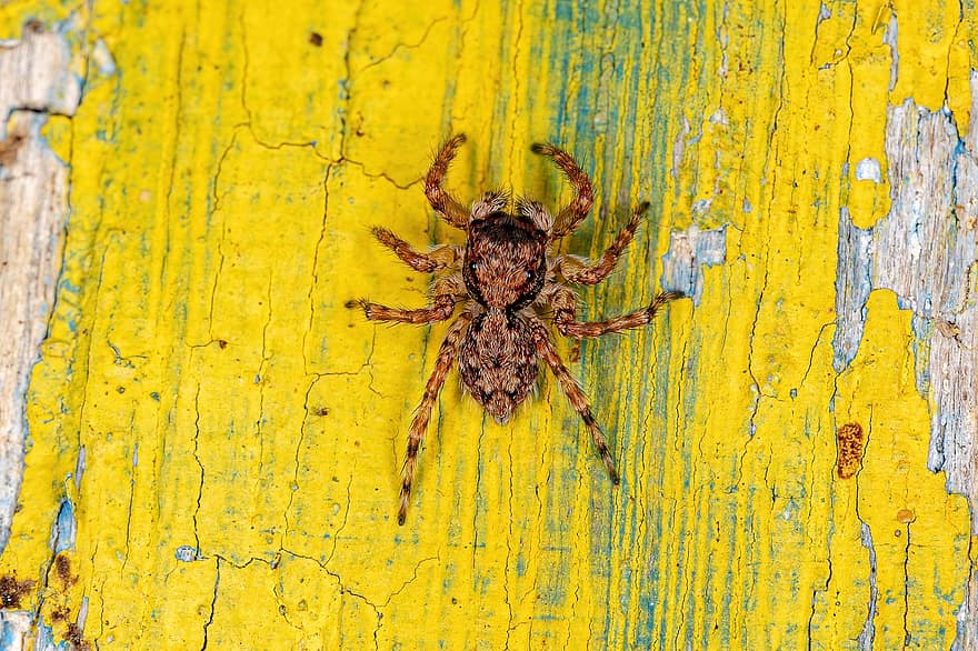 Insect, Spider, Entomology, Arachnid, Arthropod, Euophryini, Jumping Spider, Macro, Marma, close-up, spooky