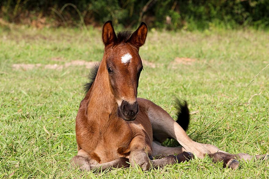 hest, føll, colt, dyr, equine, ung, brun hest, pattedyr, felt, beitemark