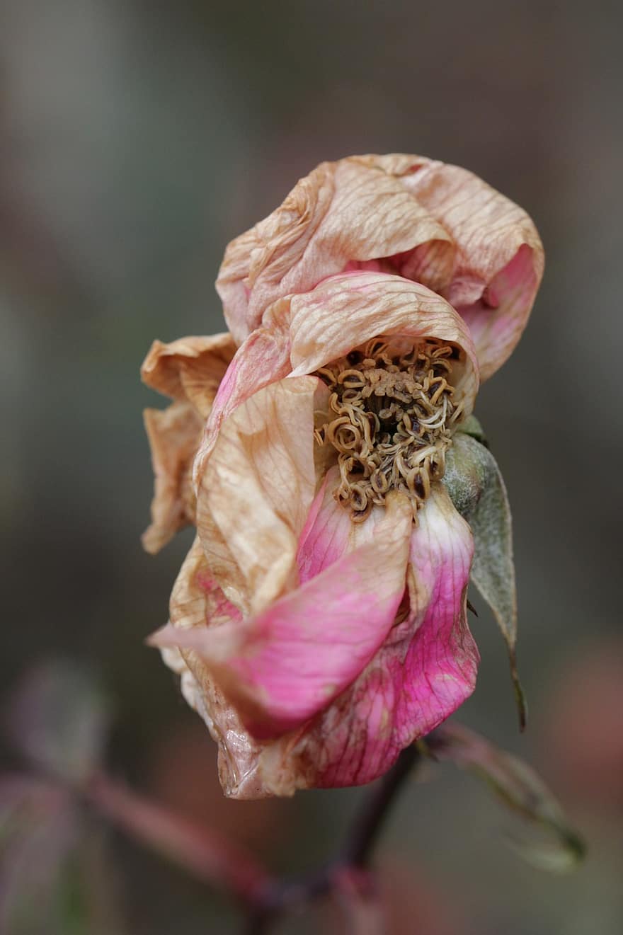 flor seca, Rosa, planta, rosa seca, marchito, flor, pétalos, naturaleza, otoño, de cerca, pétalo