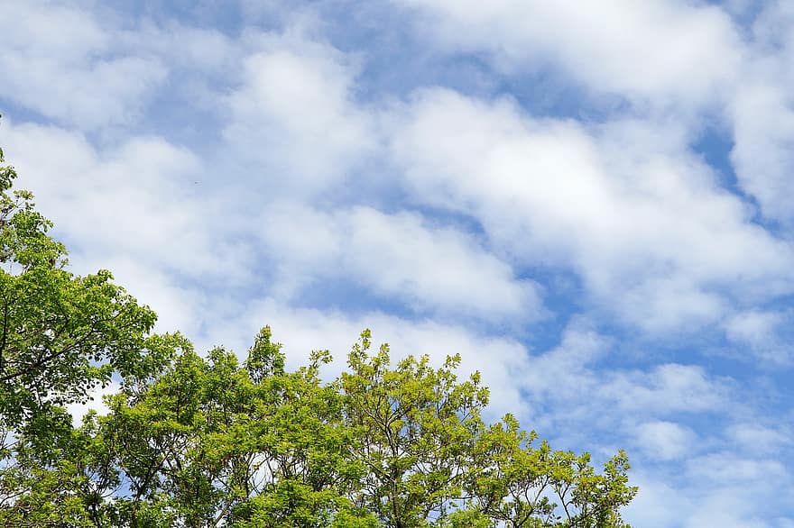 Sky, Clouds, The Sky, Cloud, Landscape, Trees, Spring, Summer