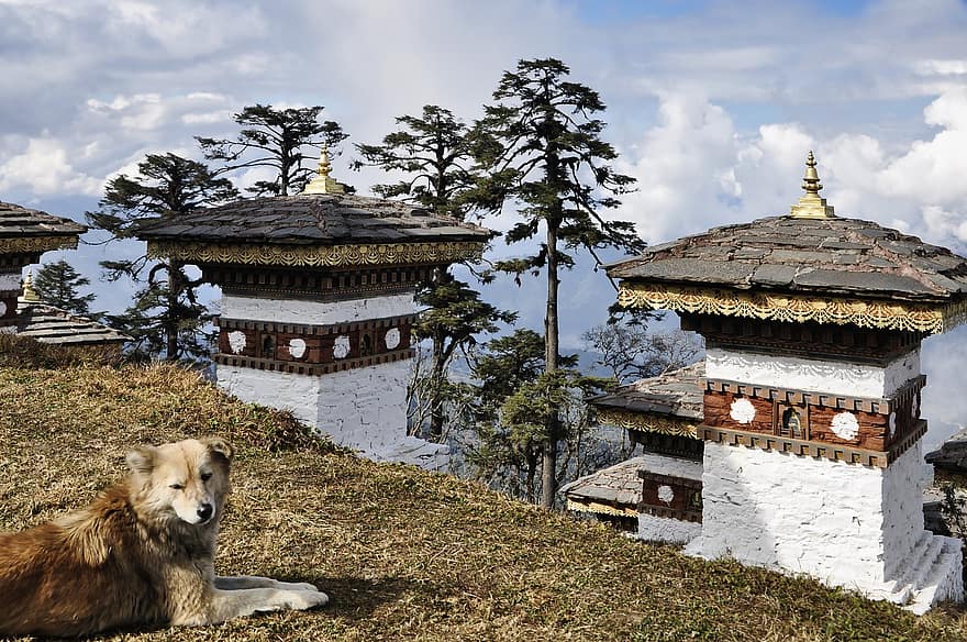 câine, stupa, dochula, Butan, animal de companie, animal, monument, Druk Wangyal Chortens, budism, Thimphu, chorten