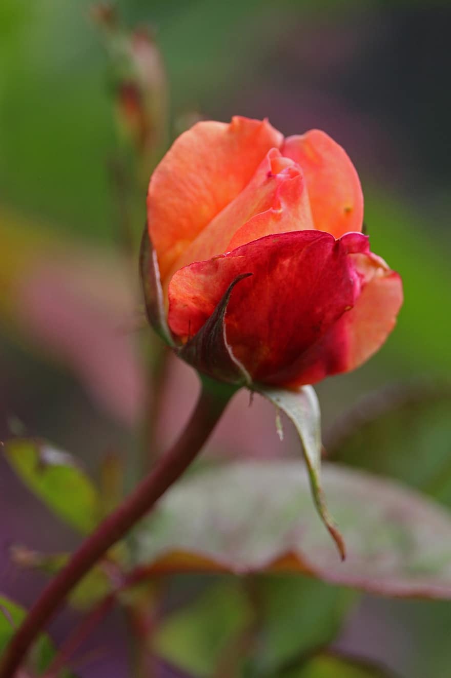 Hoa hồng, rosebud, vườn, hoa hồng nở, hoa, chồi non, rosebush, sắc đẹp, vẻ đẹp, xinh đẹp, hệ thực vật, hoa hồng cam