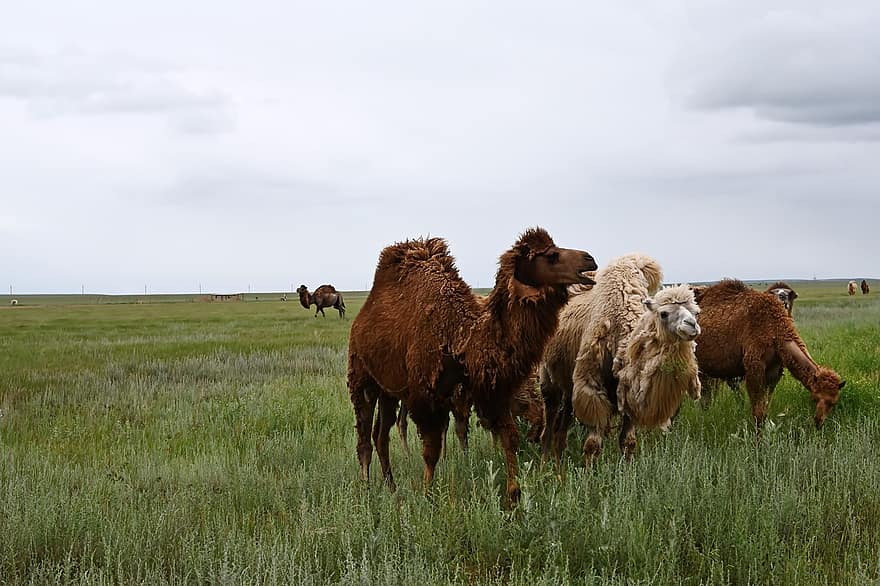 Camels, Prairie, Animals, Steppe, Landscape, Grass, meadow, farm, rural scene, pasture, livestock