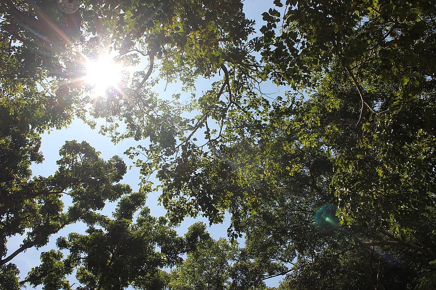 cây, chi nhánh, lá, tán lá, ánh sáng mặt trời