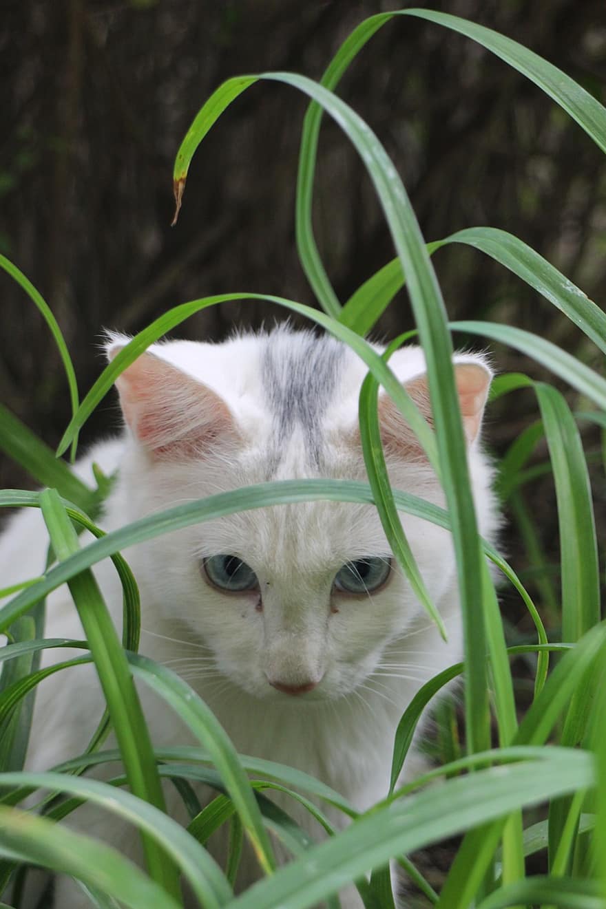 apelsinų tabby katė, katė, kačių, naminių gyvūnėlių, gyvūnas, mielas, augintiniai, naminė katė, kačiukas, žolė, ieško