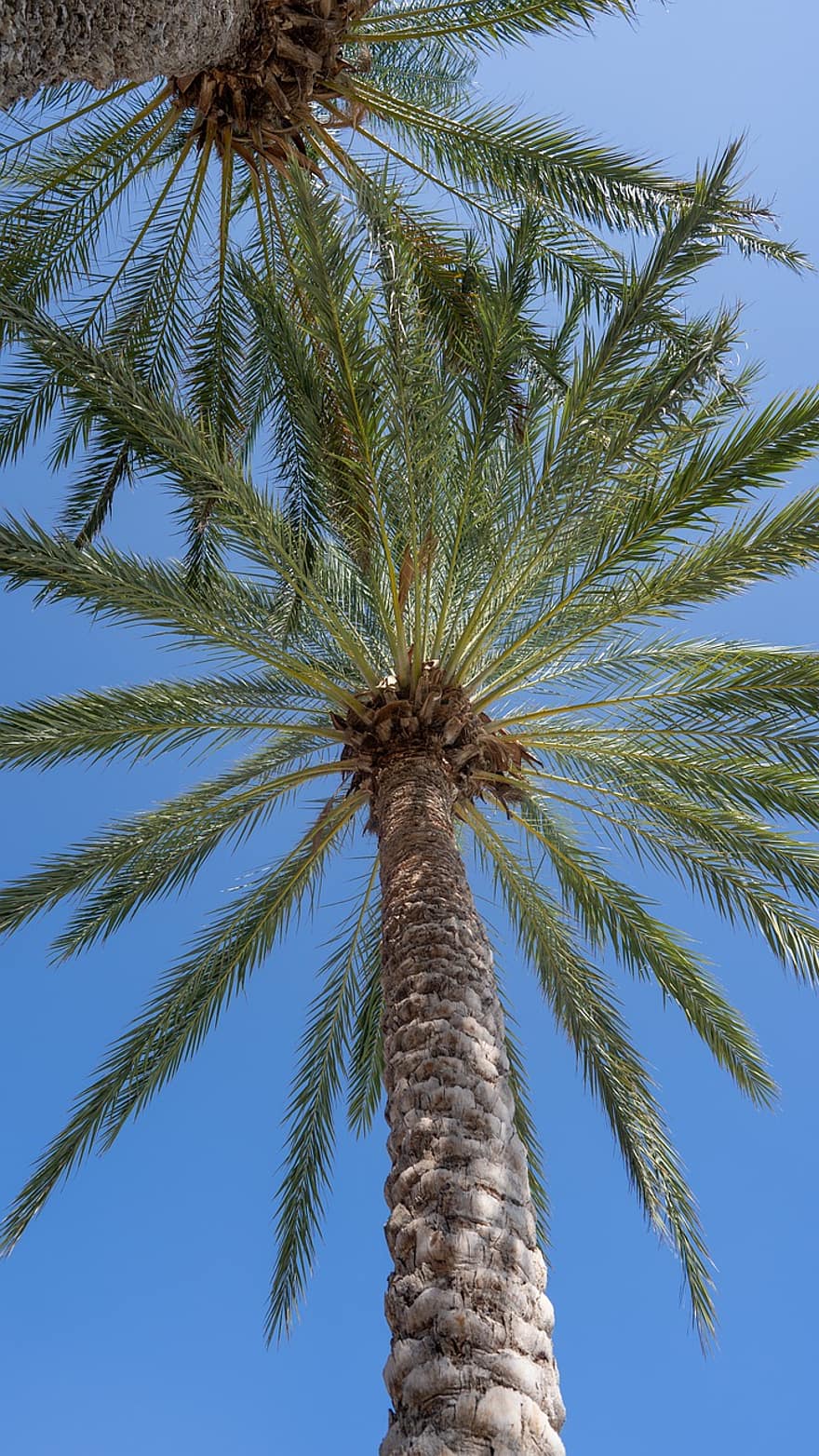palmbomen, bomen, zonnig
