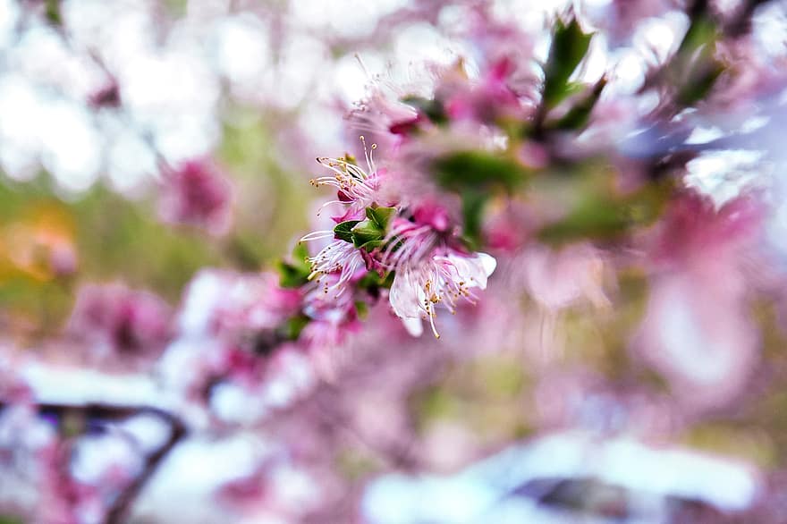 Sakura, fleurs, fleurs de cerisier, pétales roses, pétales, Floraison, fleur, flore, fleurs de printemps, la nature, printemps